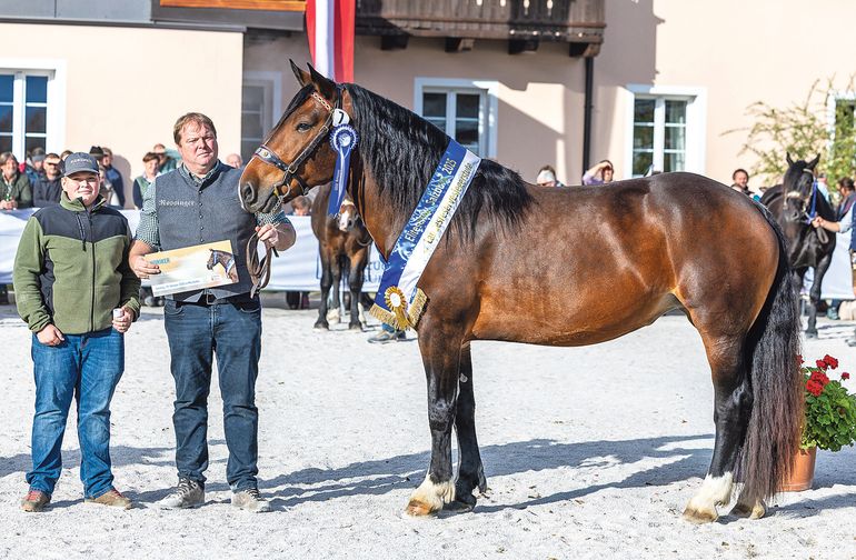 Salzburgs Noriker-Elite präsentierte sich in Maishofen.jpg © Rossinger