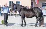 Salzburgs Noriker-Elite präsentierte sich in Maishofen.jpg © Rossinger