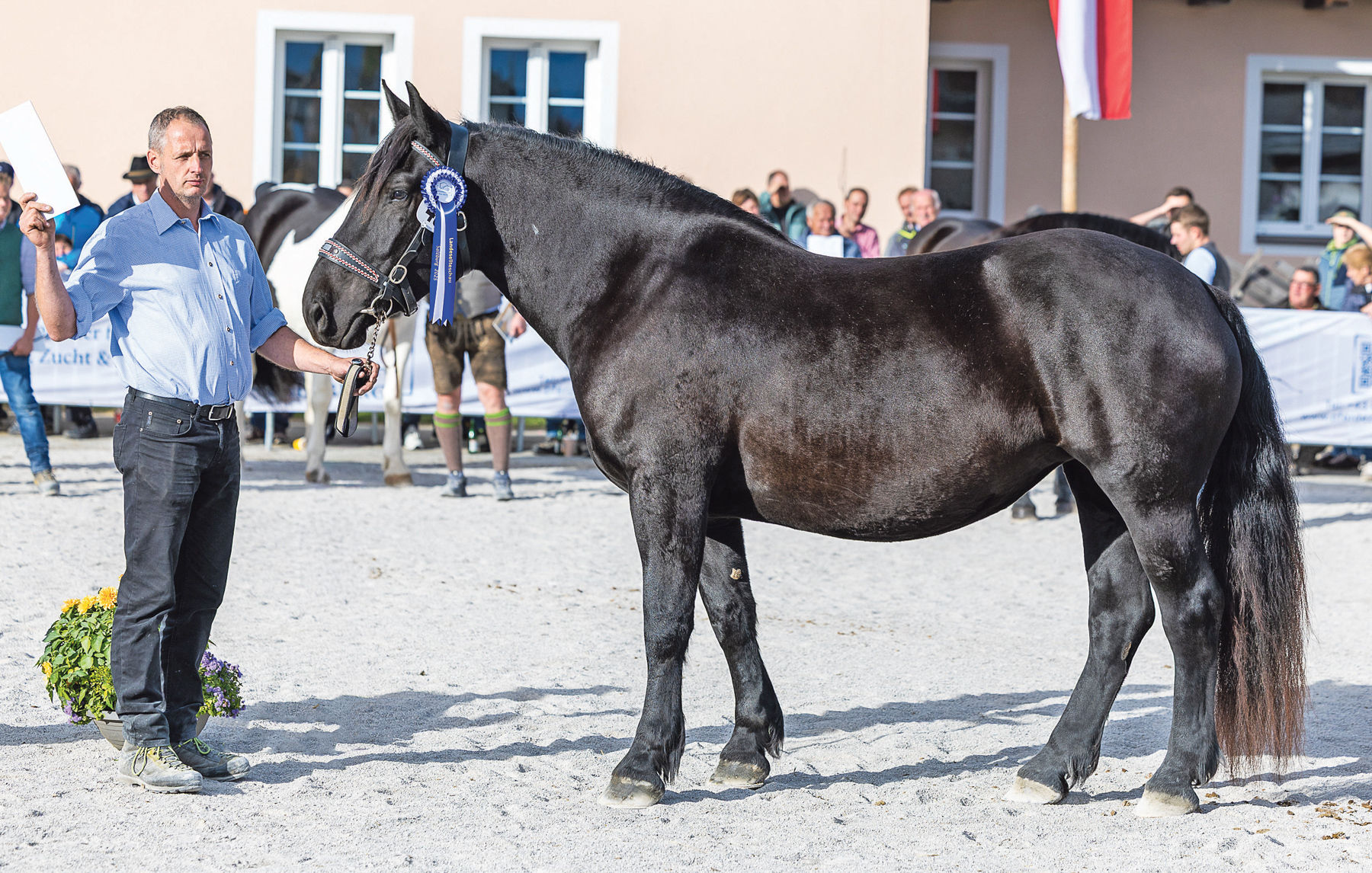 Salzburgs Noriker-Elite präsentierte sich in Maishofen.jpg © Rossinger