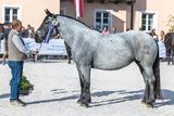 Salzburgs Noriker-Elite präsentierte sich in Maishofen.jpg © Rossinger