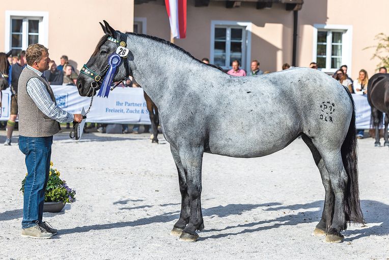 Salzburgs Noriker-Elite präsentierte sich in Maishofen.jpg © Rossinger