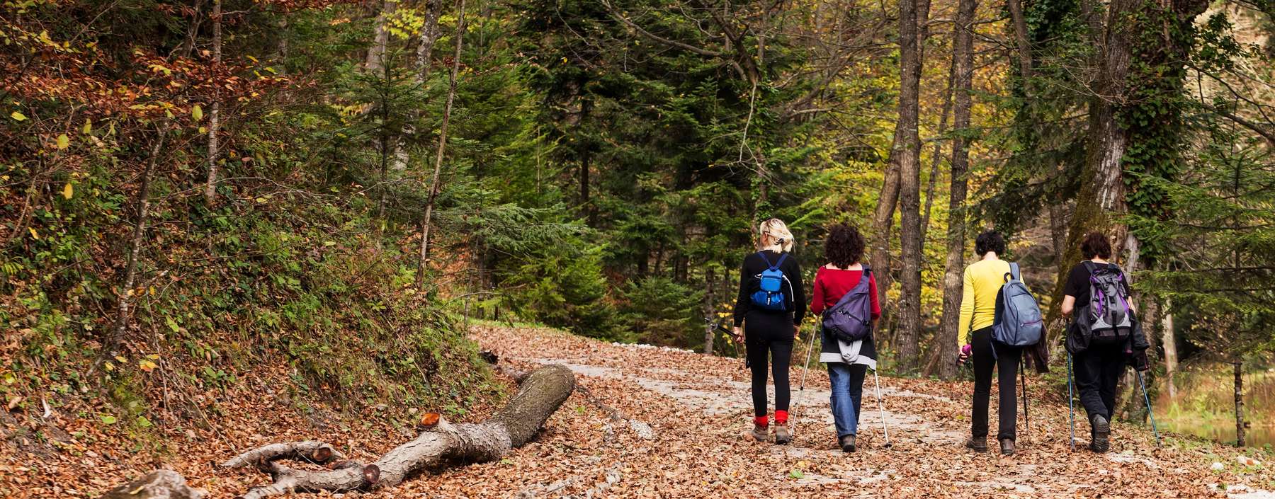 Waldspaziergang_AdobeStock_57799522.jpg © stock.adobe.com