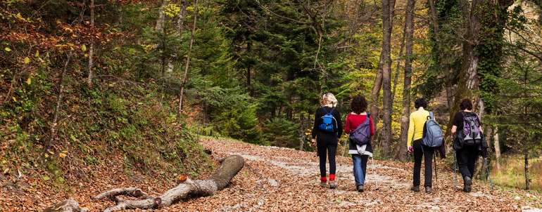 Waldspaziergang_AdobeStock_57799522.jpg © stock.adobe.com