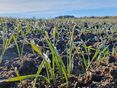 Winterweizenpflanzen im Herbst © Mag. DI Schally