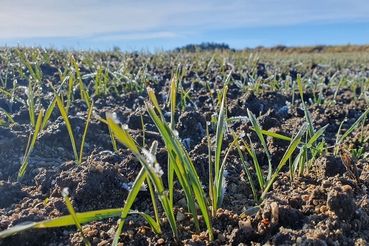 Winterweizenpflanzen im Herbst.jpg © Mag. DI Schally
