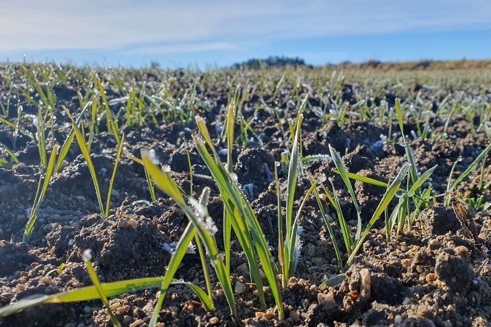 Winterweizenpflanzen im Herbst.jpg © Mag. DI Schally