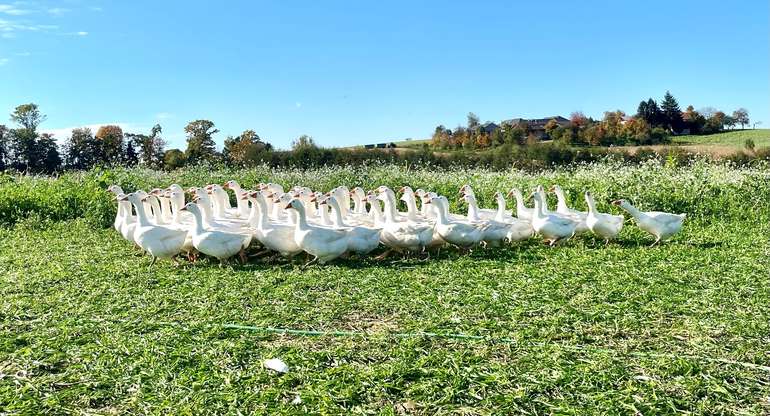 Gänse Weide © Hebesberger