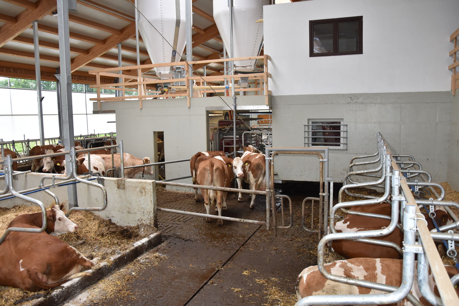 Kühe im Stall © Arbeitskreis Milch Österreich