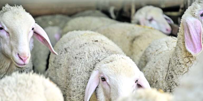 Schafe.jpg © AdobeStock/Tri