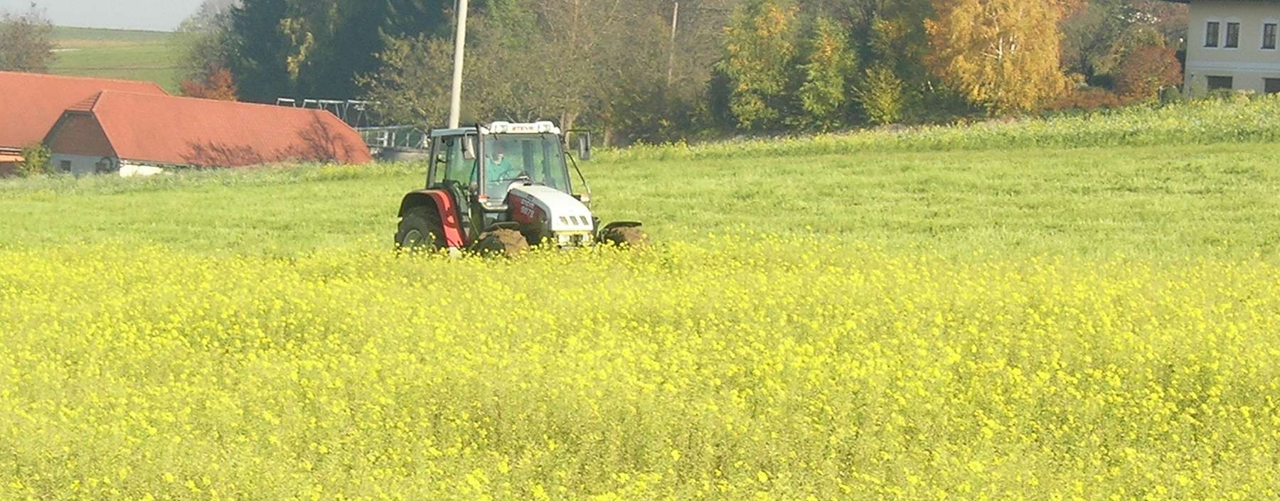 Senf häckseln.jpg © BWSB/Wallner