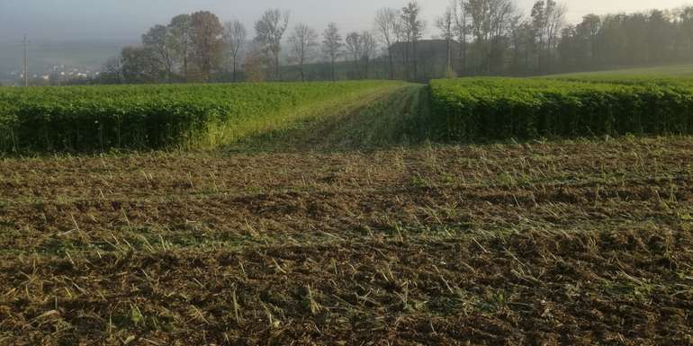 Begrünung_gehäckselt.jpg © BWSB/Wallner