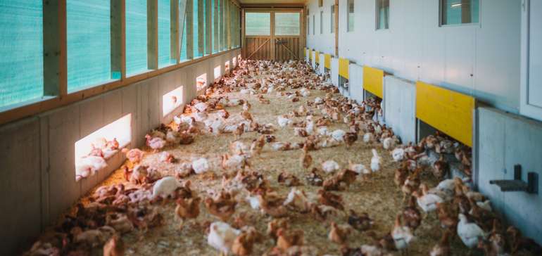 Hühner im Wintergarten © AMA-Marketing