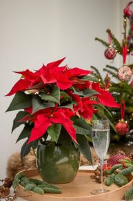 [176414580987155_5.jpg]