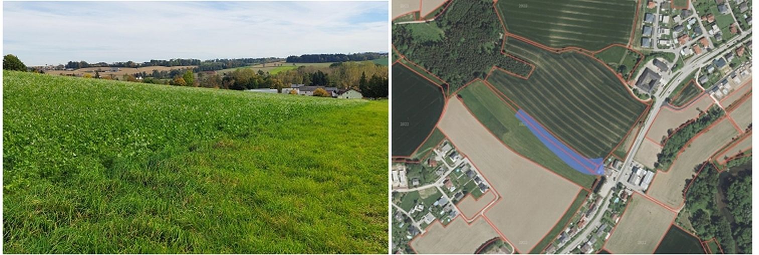 Begrünter Abflussweg_Zwischenfruchtmischung.jpg © BWSB/Wallner/Agraratlas