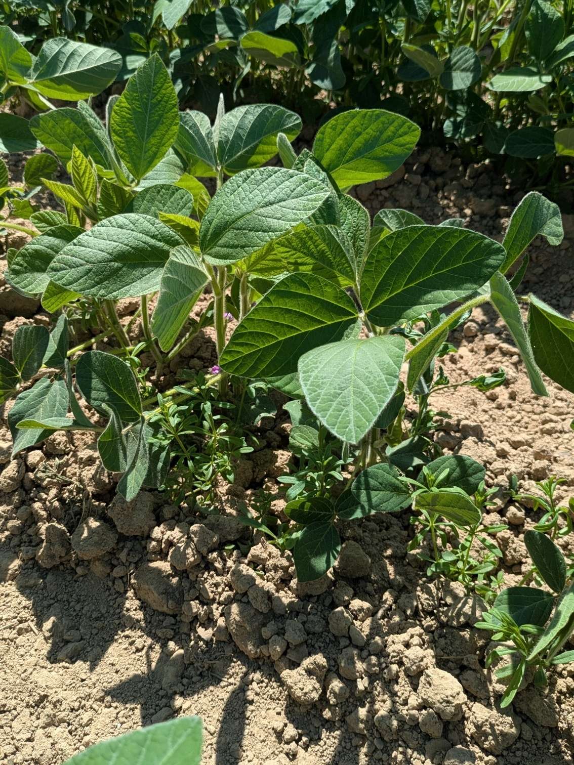 Bonitur am 01.07.2025.jpg © BWSB/Lang