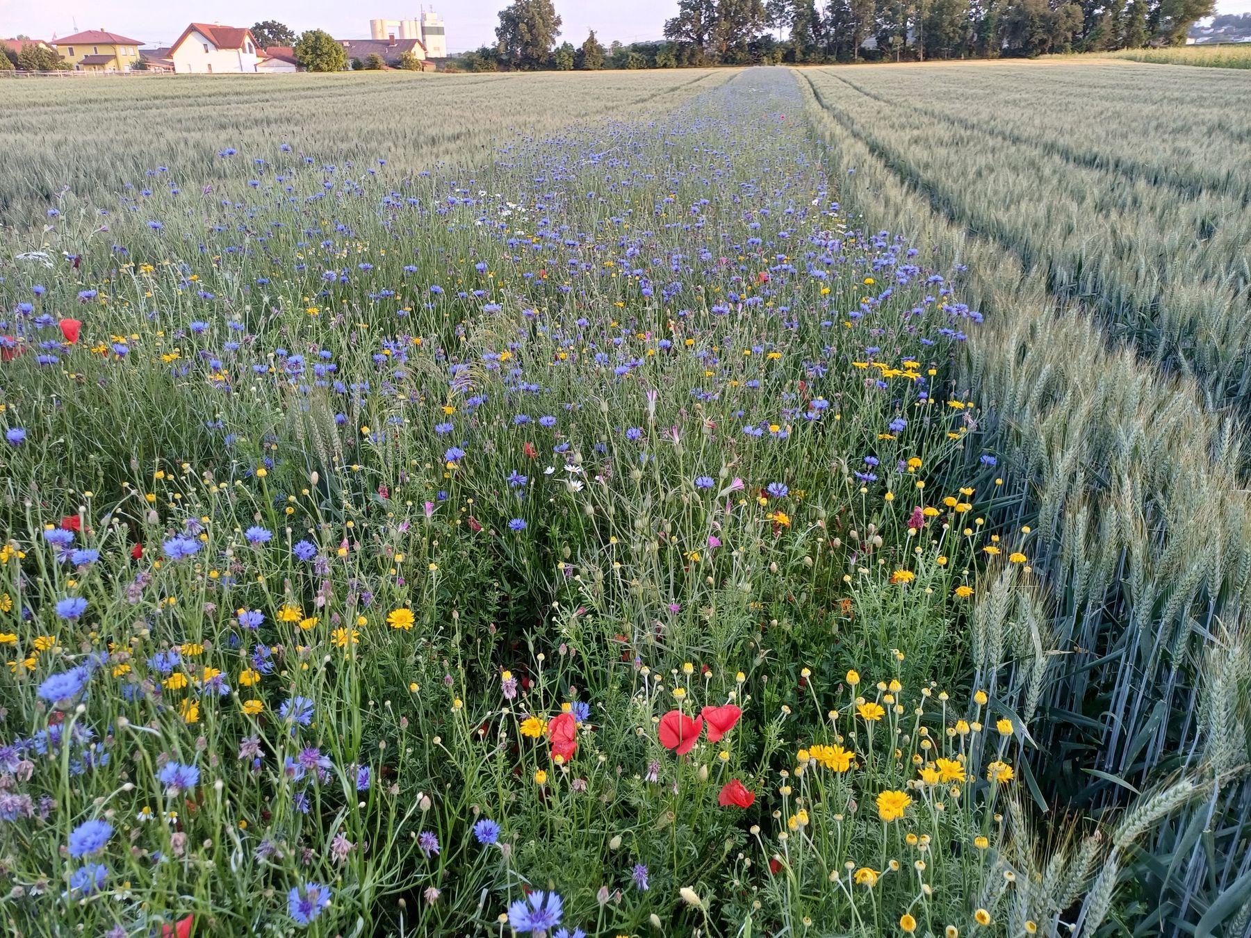 .jpg © Bienenzentrum OÖ