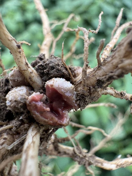 [1764234216362185_1.jpg]