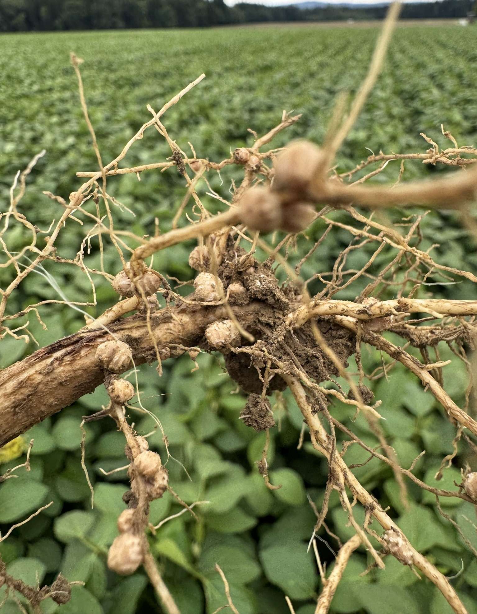 21. Juli 2025 Perfekt ausgebildete Knöllchenbakterien.jpg © BWSB/Gerstl