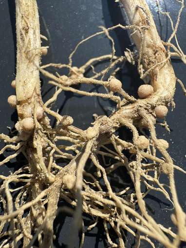 24. Juni 2025 Knöllchenbakterien perfekt ausgebildet und aktiv.jpg © BWSB/Gerstl