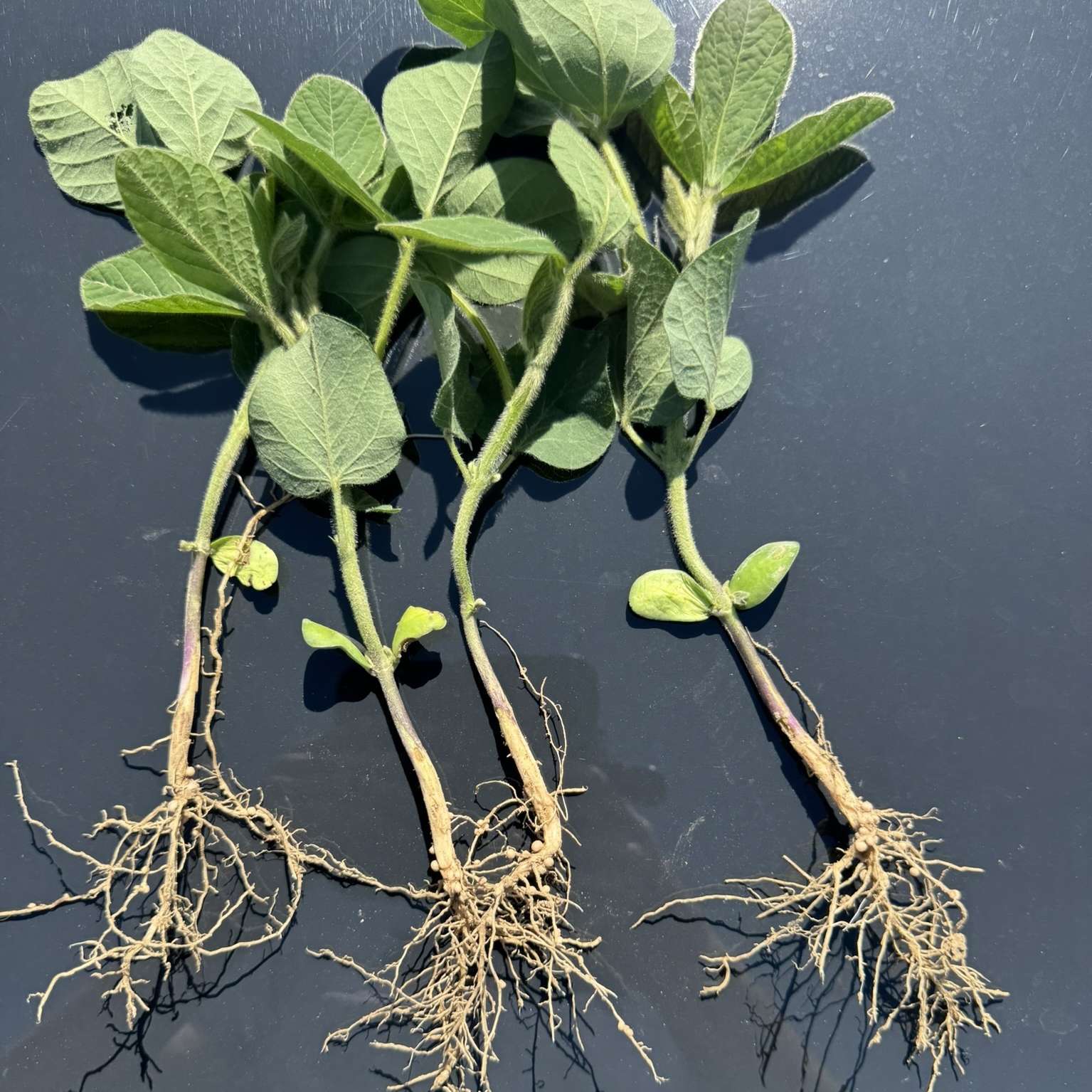 24. Juni 2025.jpg © BWSB/Gerstl