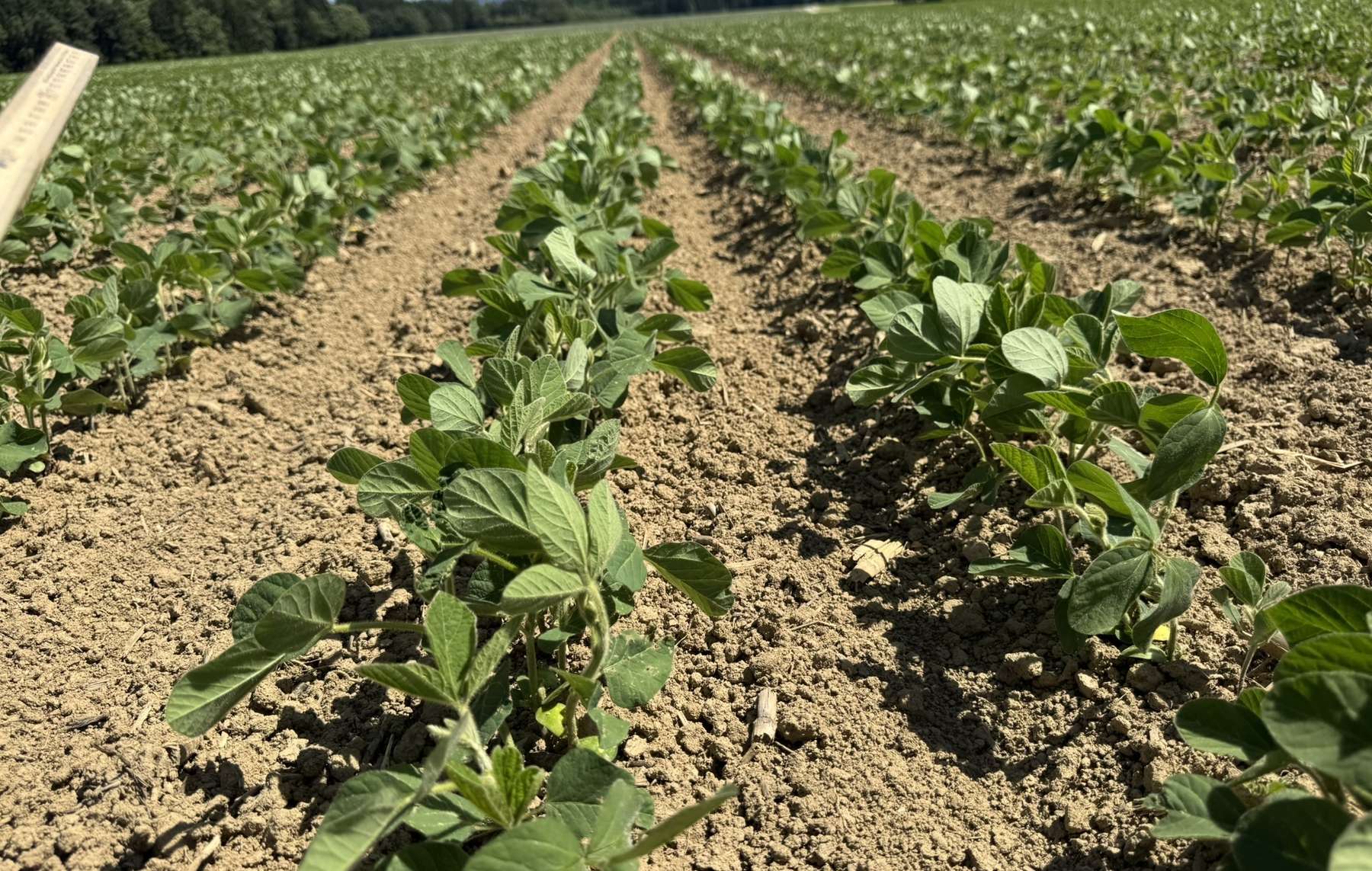 Bestand am 24. Juni 2025.jpg © BWSB/Gerstl