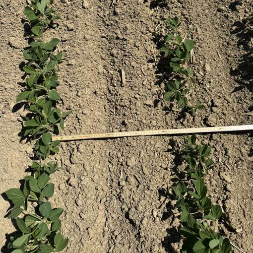 Reihenweite 50 cm_Bestand am 24. Juni 2025.jpg © BWSB/Gerstl