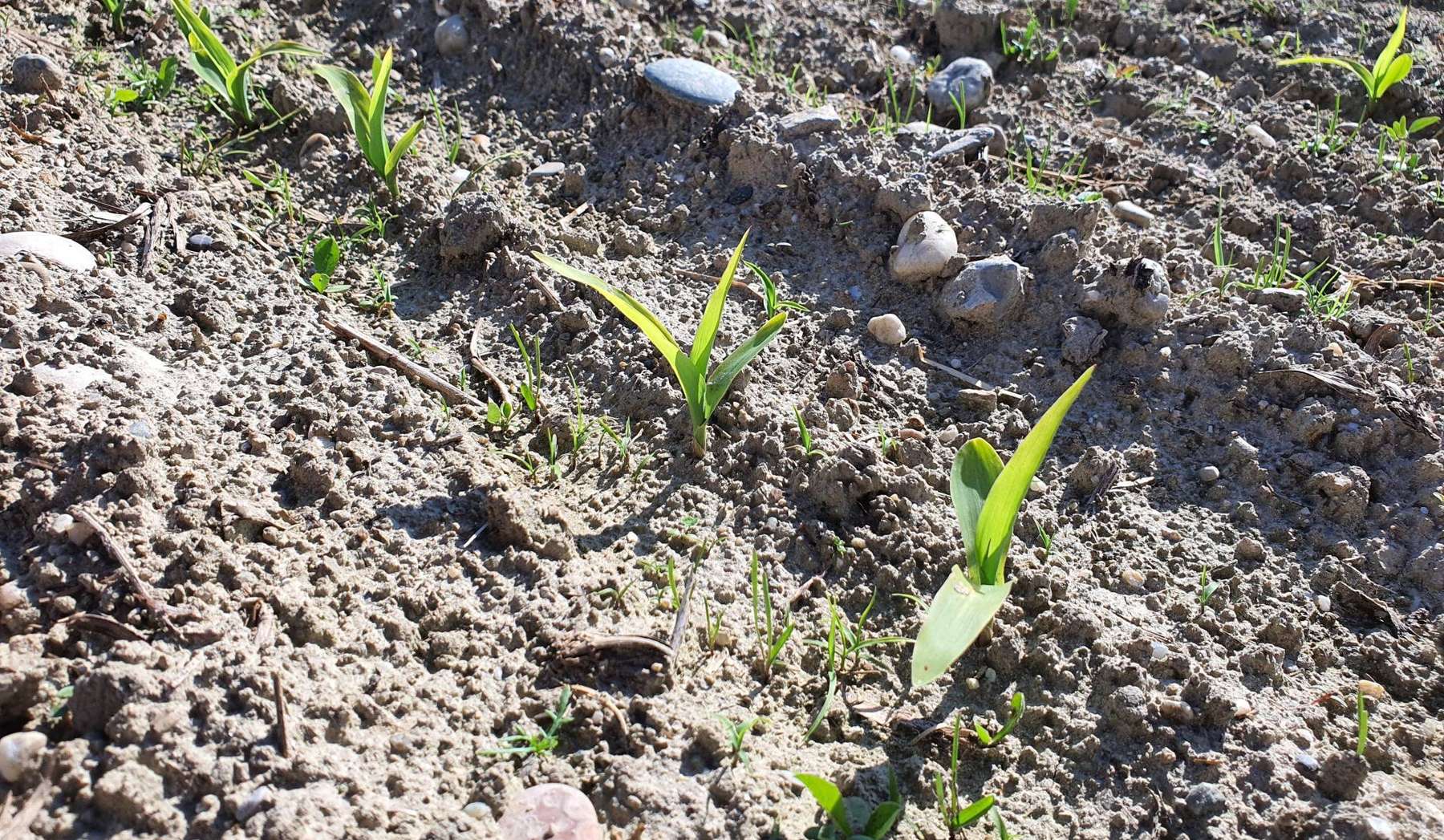 Undercover früh angelegt.jpg © BWSB/Lehner