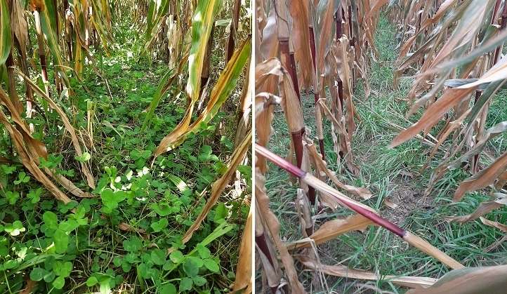 Untersaaten.jpg © BWSB/Schütz