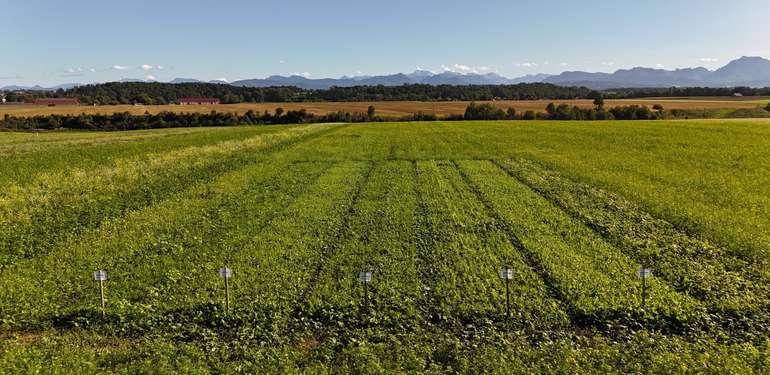 Zwischenfrucht-Varianten.jpg © BWSB/Falkensteiner
