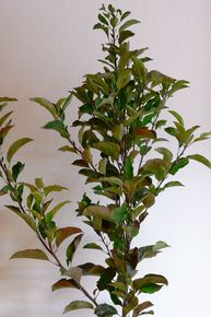 [1771396325677443_5.jpg]