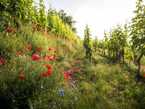 [1771406117157327_5.jpg]