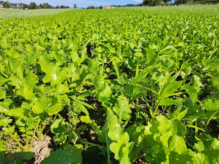 [1772717317757292_1.jpg]