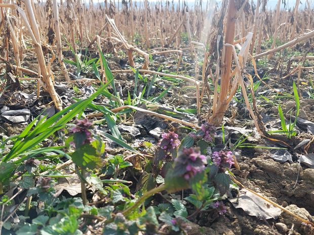 [1773041753215971_7.jpg]