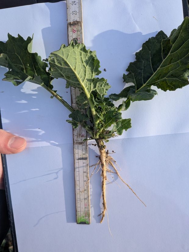 [177323577454819_7.jpg]