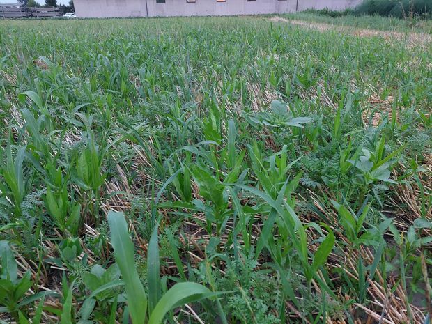 [1773322339070417_7.jpg]