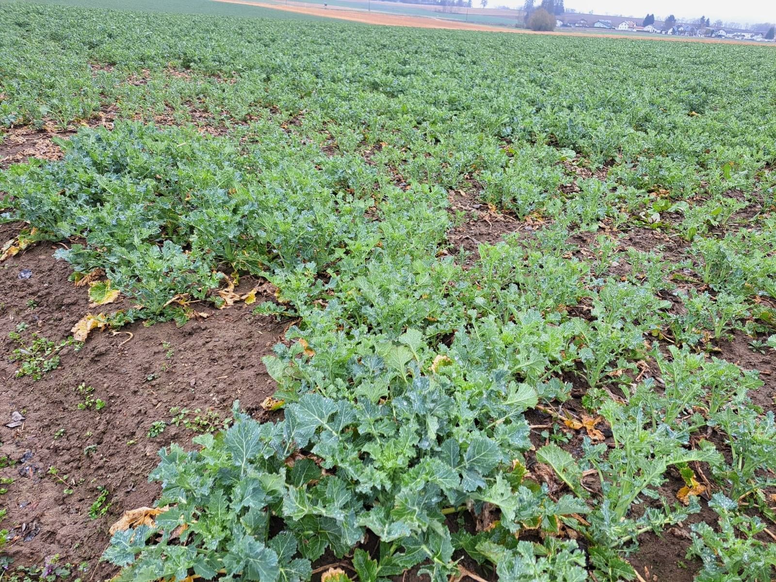 Trotz eisiger Temperaturen wurde in Pettenbach eine Feldbegehung (unter angepassten Bedingungen) durchgeführt. Es fand ein intensiver Austausch zur Kulturführung von Getreide bis hin zu Diskussionen zur bevorstehenden Mais und Sojaaussaat statt. Danke für das rege Interesse! © BWSB