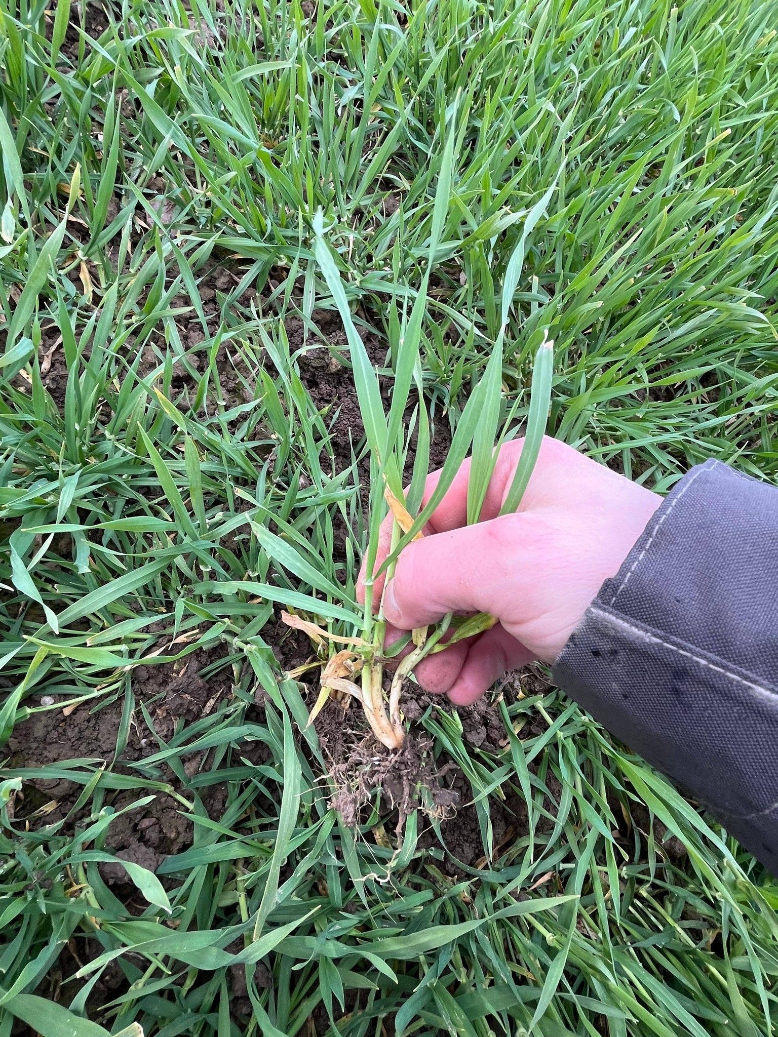 Feldbegehung mit anschließendem Arbeitskreistreffen. Am Feld wurden aktuelle gewässerschonende Pflanzenschutz- und Düngemaßnahmen zu Weizen, Gerste und Zwischenfrüchte besprochen. Nach einer Regenfront wurde Indoor zu den aktuellen Maßnahmen bei Raps diskutiert. Weitere Schwerpunkte waren aktuelle Themen zum Boden- und Gewässerschutz, wie Gewässerschutzkonzept und Pflanzenschutzdokumentation "NEU". Danke! © BWSB