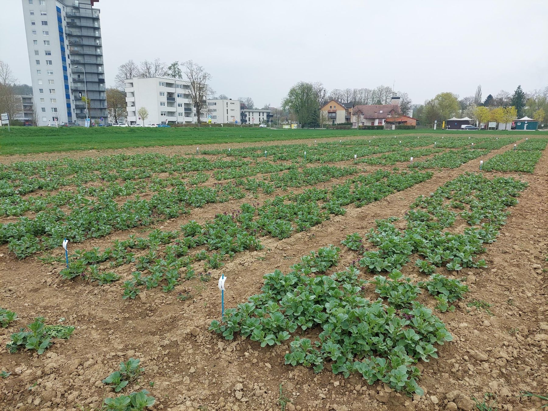 Viele Informationen und Diskussionen bei der Beraterfeldbegehung gemeinsam mit den Wasserbauern am AGES - Österreichische Agentur für Gesundheit und Ernährungssicherheit Versuchsfeld in Ritzlhof, Haid Ansfelden. Hubert Köppl und Matthias Kastenhuber informierten umfassend zu aktuellen Themen bzw. Maßnahmen zum Pflanzenschutz und zur Düngung.
Danke! © BWSB