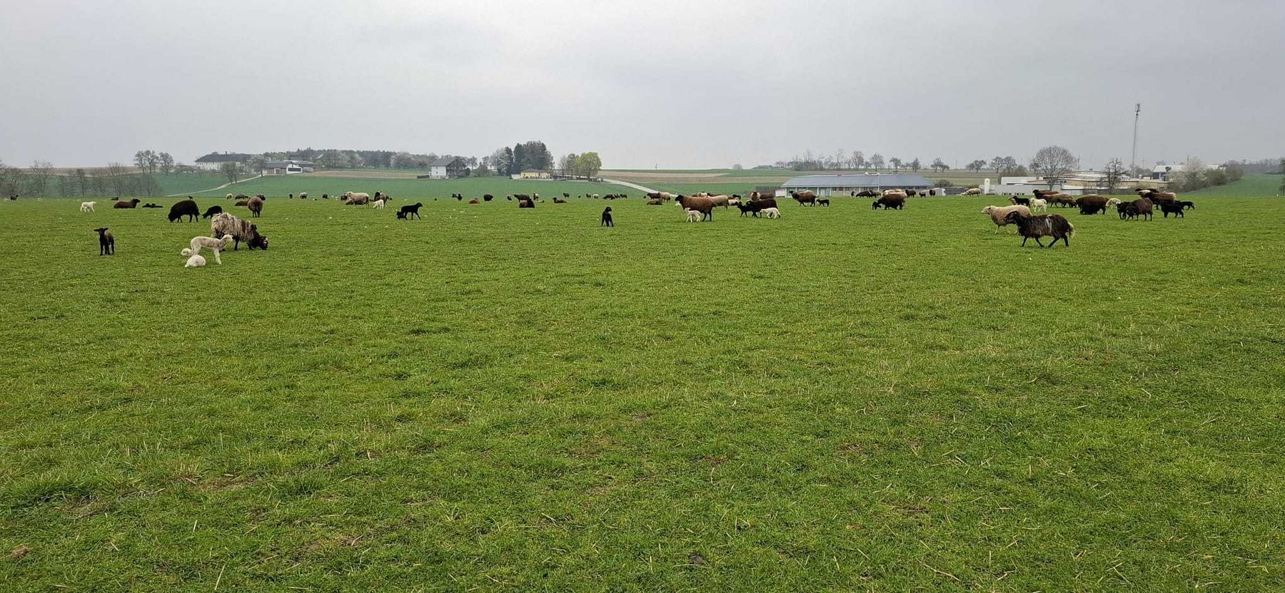 Am 14.04.2026 durften wir rund 35 internationale Studierende aus einer Landwirtschaftsschule in Dänemark begrüßen. Am Programm standen eine Betriebsbesichtigung bei Stefan Nöbauer - an dieser Stelle Chapeau lieber Stefan für deine perfekten englischen Ausführungen! - und allerhand Infos zum Boden- und Gewässerschutz. © BWSB