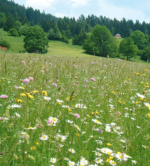 Die Vorarlberger Landesregierung, der Vorarlberger Naturschutzrat und die Initiative "Grünes Vorarlberg" veranstalten die Wiesenmeisterschaft 2005. © Umweltbüro Grabher