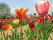 Bild: Fördergemeinschaft Garten e.V. Bild: Fördergemeinschaft Garten e.V.