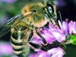 Bild: Landesverband für Bienenzucht in Kärnten