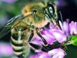 Bild: Landesverband für Bienenzucht in Kärnten Bild: Landesverband für Bienenzucht in Kärnten