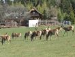 Bild: Verband landwirtschaftlicher Wildhalter Kärnten Bild: Verband landwirtschaftlicher Wildhalter Kärnten