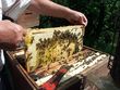 Bild: Landesverband für zukunfts- und erwerbsorientierte Imkerei in Kärnten Bild: Landesverband für zukunfts- und erwerbsorientierte Imkerei in Kärnten