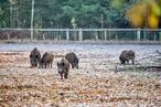 Die Afrikanische Schweinepest stellt auch für Europa eine Gefahr dar. Daher ist jetzt Vorsicht geboten © ICH&DU/PIXELIO-www.pixelio.de Die Afrikanische Schweinepest stellt auch für Europa eine Gefahr dar. Daher ist jetzt Vorsicht geboten © ICH&DU/PIXELIO-www.pixelio.de