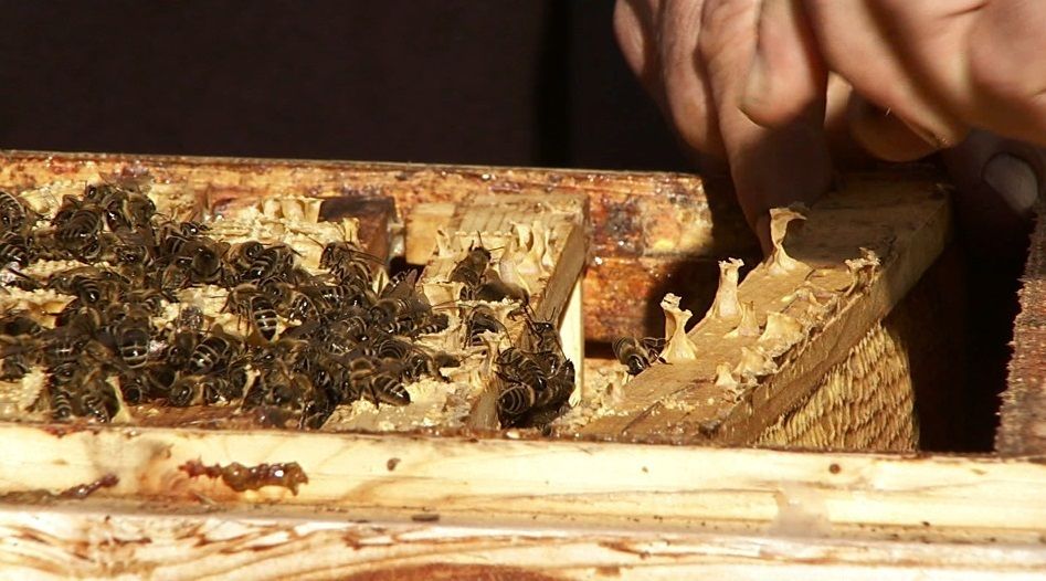 Bienen.jpg © Archiv Bienen.jpg © Archiv