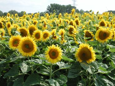 Sonnenblumenfeld.jpg © Ing. Peter Köppl