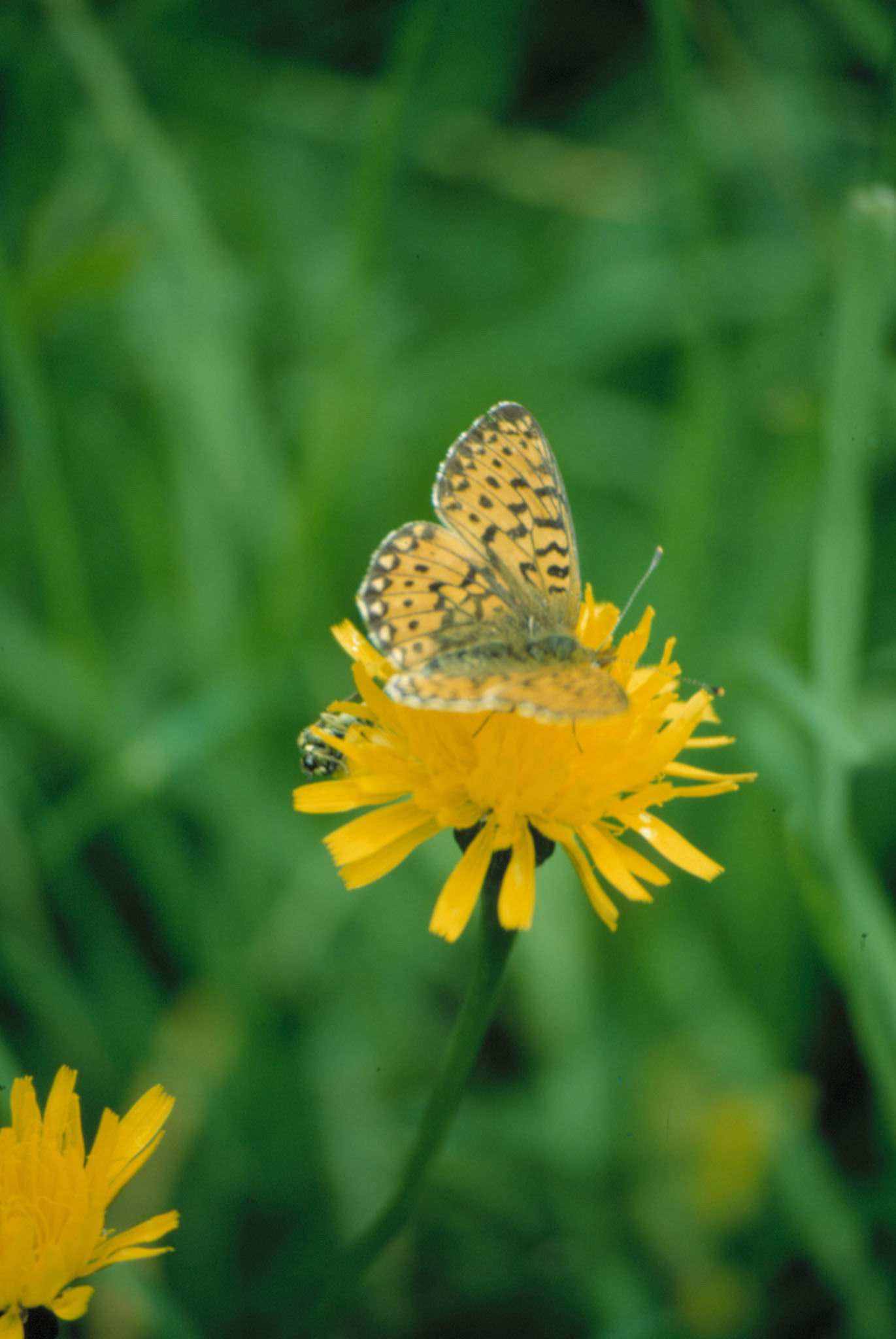 Naturschutz im Öpul 2015.jpg © Archiv