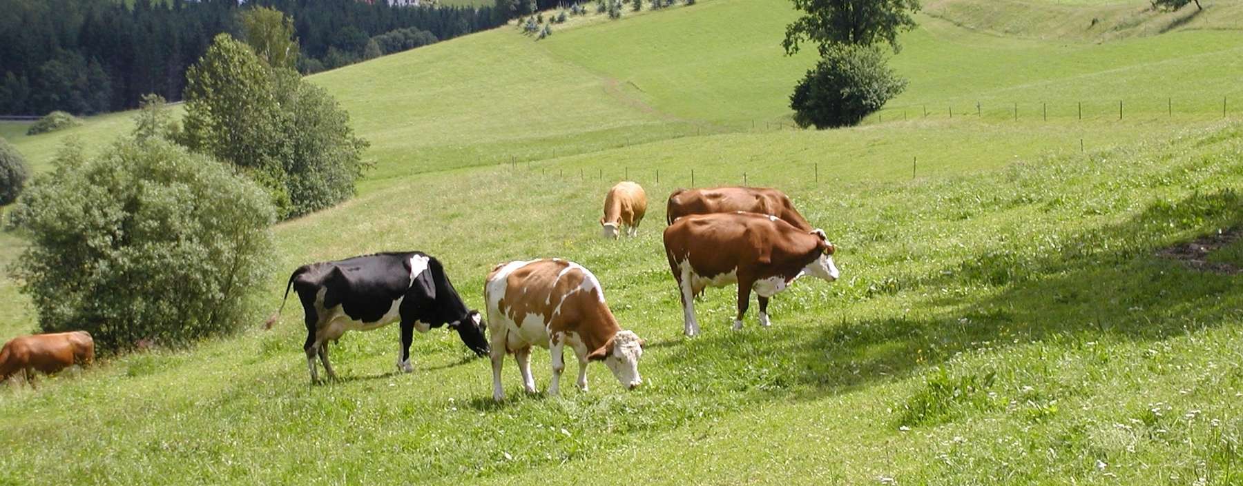 Kühe auf der Weide.jpg © LK OÖ